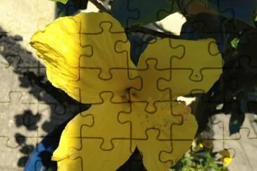 Yellow Flower jigsaw puzzle