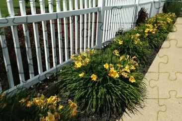 Yellow Daylillies