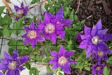 Purple Flowers