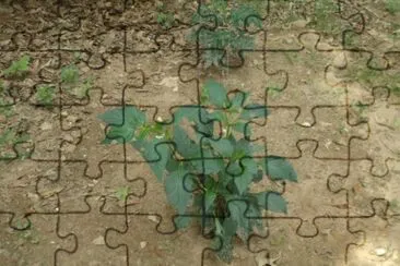 hot pepper jigsaw puzzle