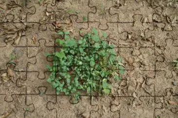 cantalope patch jigsaw puzzle