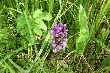 Wild flowers Radipole lake jigsaw puzzle