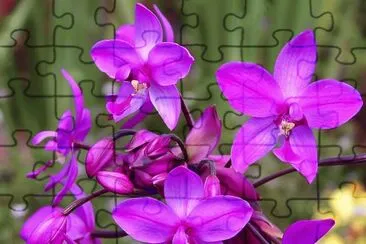 פאזל של fleurs: Spathoglottis plicata OrchidÃ©e