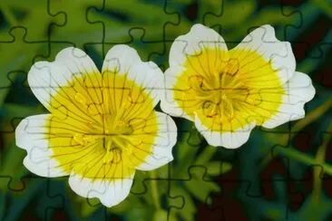 limnanthes jigsaw puzzle