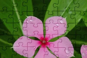 vinca jigsaw puzzle