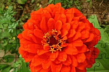 zinnia