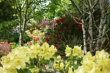 floresta e flores