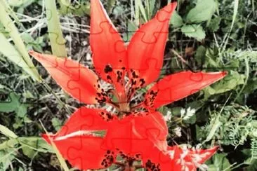 tiger lillies jigsaw puzzle