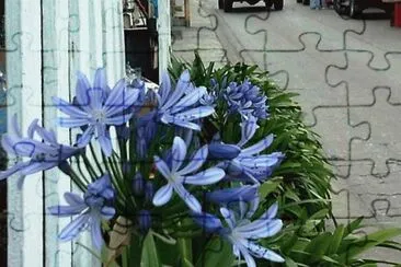 Flores azules