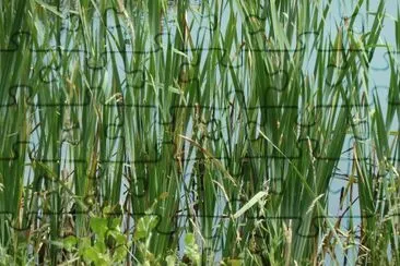 Reed beds Rutland water