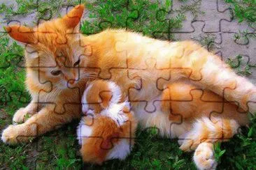 Gata Amamentando jigsaw puzzle