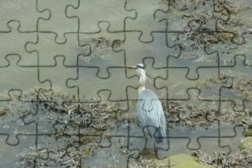 Heron Mawwdach estuary jigsaw puzzle