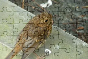 Robin Arthog bog jigsaw puzzle