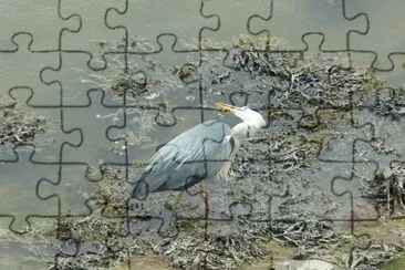 Heron Mawwddach estuary jigsaw puzzle