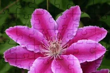 Clematis