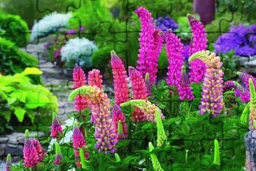 fleurs: lupins