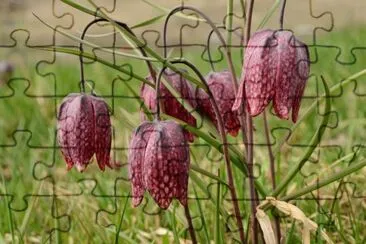 fritilaire pintade