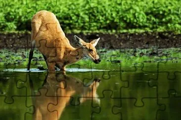 Cervo do Pantanal jigsaw puzzle