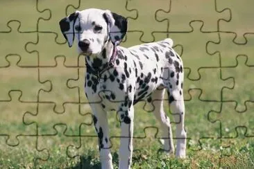 פאזל של dalmatien