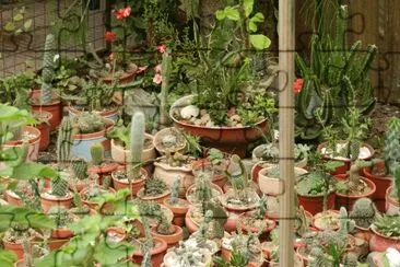 JARDIN DE CACTUS