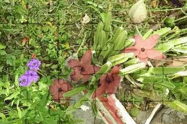 STAPELIA GRANDIFLORA EN FLOR