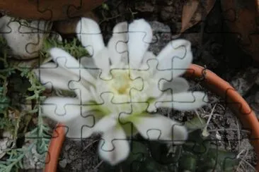 GYMNOCALYCIUM EN FLOR