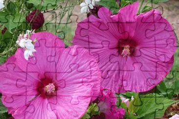 hibiscus jigsaw puzzle