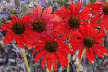 Ã©chinacea jigsaw puzzle