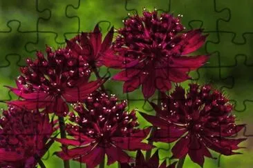 astrantia jigsaw puzzle