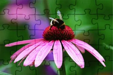 Ã©chinacÃ©e jigsaw puzzle