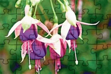 fuchsia jigsaw puzzle