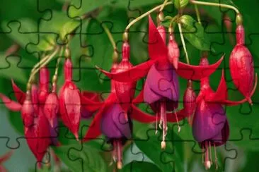 fuchsia jigsaw puzzle