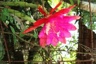 FLOR DE EPIPHYLLUM HIBRIDO