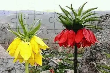 FLORES EXOTICAS