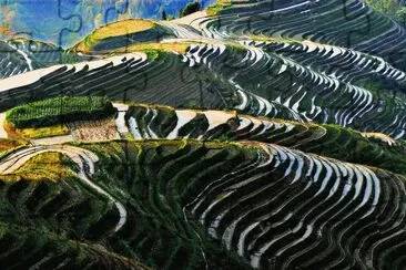 Rice Fields