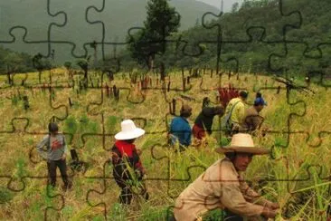 Rice Harvest