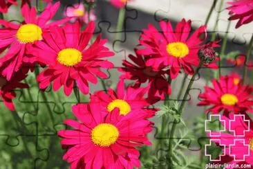 tanacetum jigsaw puzzle