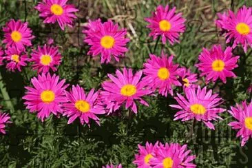 tanacetum jigsaw puzzle