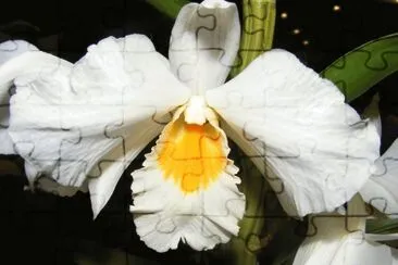 OrquÃ­dea