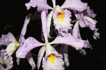 OrquÃ­dea