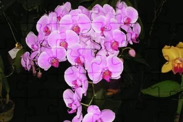 OrquÃ­dea