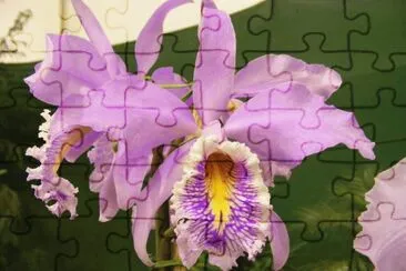 OrquÃ­dea