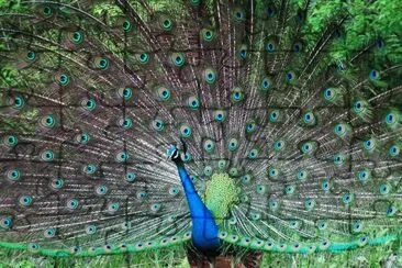 PAVO REAL