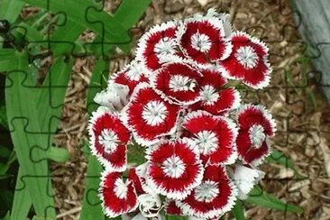 dianthus