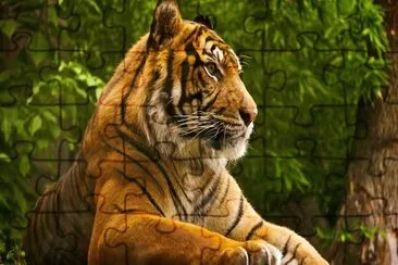 TIGRE