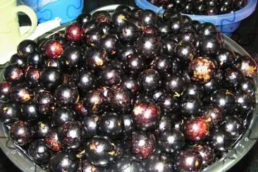 Jabuticaba