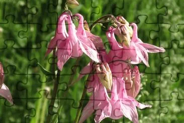 פאזל של Pretty pink wildflowers