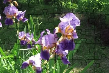 פאזל של Purple Iris