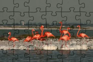 Flamingos in Ria Lagartos Ecological Reserve jigsaw puzzle