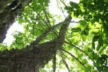 ceiba angustifolia